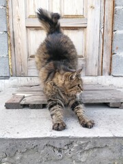 gray big cat sitting on the doorstep