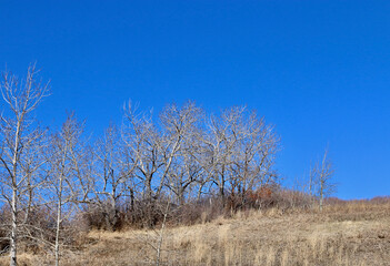 Spring sunny day trees and  bright blue sky.