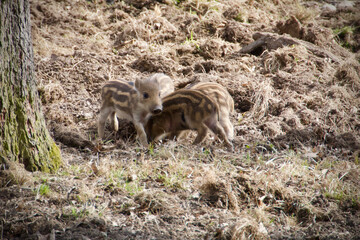 Little wild pigs dig in the ground