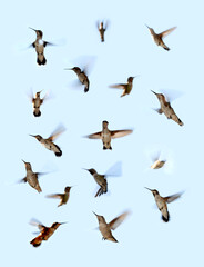 Hummingbird composite