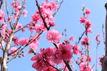 青空とハナモモ 1　ピンク