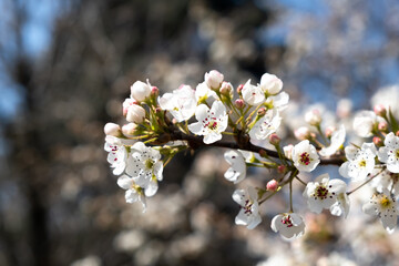 Spring flowers on the branch. White flowers on the branch. Close-up tree blossoms. Selective focus.