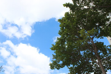 Obraz premium Interplay of elements of nature on a sunny day