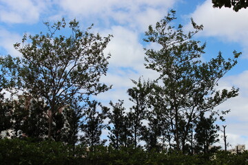 Interplay of elements of nature on a sunny day