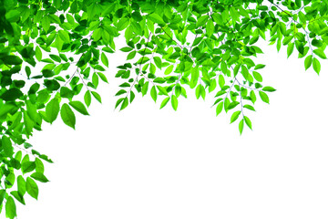 싱그러운 녹색잎 배경