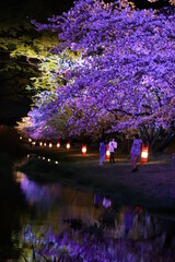 夜桜とライトアップ
