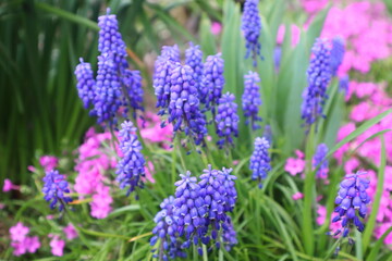 ムスカリと芝桜