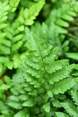 Green leaf Davallia fern (Davallia trichomanoides Bl), Ornamental plant at home and garden, Nature background