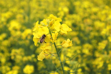 Obraz premium 菜の花と蜂