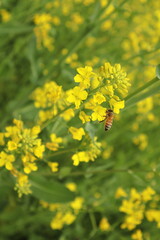 菜の花と蜂
