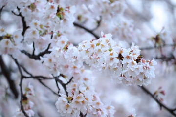 桜の満開シーン