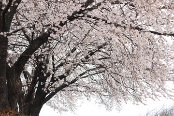 満開の桜