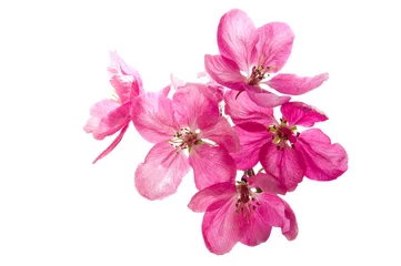 Poster Im Rahmen Bright pink cherry tree flowers on white isolated background close up © fedotovalora