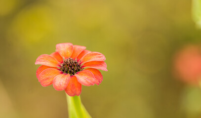 Peruvian zinnia flower close up with blurred background
