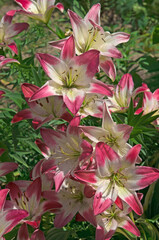Pink white lilies (Lílium) with buds close-up in the garden against the background of green grass in a flower garden in a city park on a sunny day