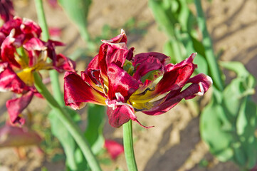 Two dry purple-yellow tulip (Tulipa) close up..in the city garden on a sunny day