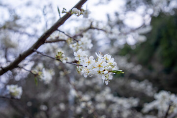 Cherry blossom branches in full bloom