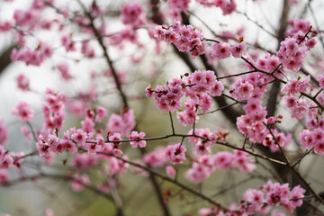 Fototapeta na wymiar The pink plum in spring