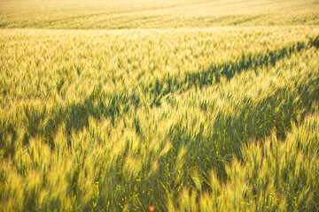 Row of Golden Barley Rice Field  in Summer at Biei Patchwork Road, Biei, Hokkaido, Japan