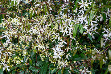Obraz premium Evergreen clematis in full bloom in a garden, as a nature background 