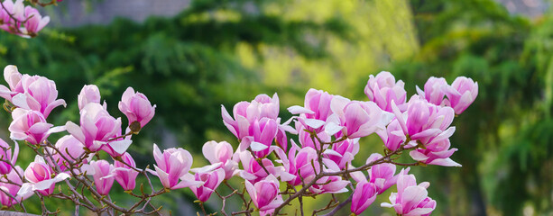 The red magnolia blossoms in spring © guoquan