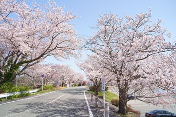 伊勢　桜