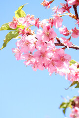 桜 さくら 美しい 満開 綺麗 美しい 花見 かわいい 新生活 卒業 入学 ピンク