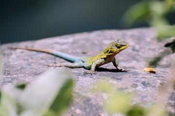 Wild lizard Nature