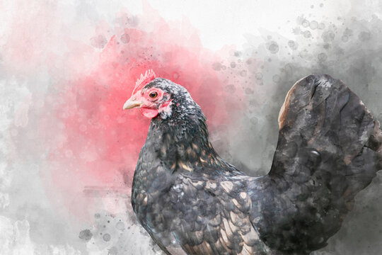 Watercolor illustration of a Japanese bantam or Chabo chicken.