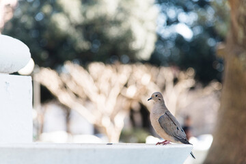 Adult eared dove, zenaida auriculata, perched on the edge of a fountain, in a park, on a sunny day