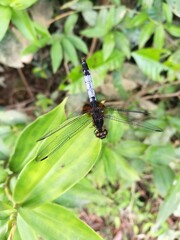 dragonfly on a branch