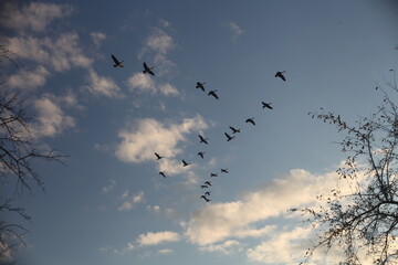 GROUP, BIRD, SKY, FLIGHT, FLOCK, BLUE, FLY, NATURE, ANIMAL CLOUDS, WILDLIFE, WINGS, WILD
