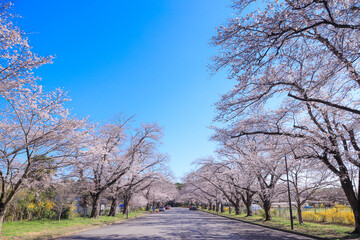 Fototapeta na wymiar 【千葉県】印西市の春の風景