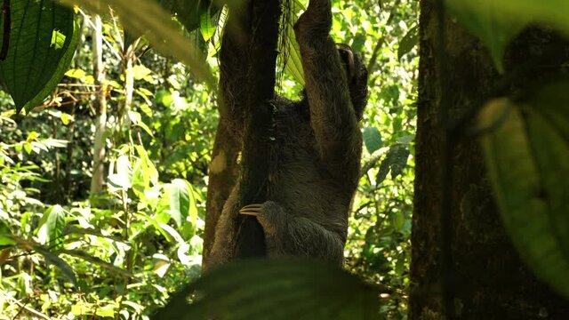 Cute female brown throated sloth bradypus variegatus in  natural habitat endangered mammal