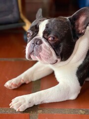 Fototapeta premium french bulldog puppy