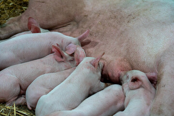 A fat pig with large udders and baby pigs being fed on a farm
