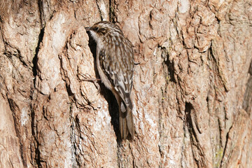 Brown Creeper moving up tree looking for insects on beautiful spring day in gnarly tree bark