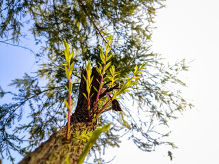 Some small color-full plant branch close-up macro shot in the morning.