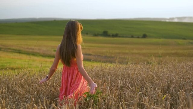 Back view of long haired young woman walking on golden wheat field at sunset.