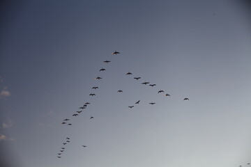 FLY, SKY, BIRD, FLOCK BLUE, FLIGHT, NATURE, AIR, GEEE, ANIMAL, WILDLIFE, 