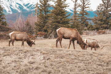 Three wild elk eating