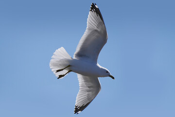 Ring billed gulls flying at the lake against a bright sunny early spring sky