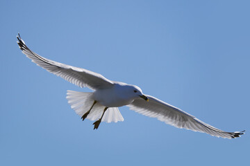 Fototapeta premium Ring billed gulls flying at the lake against a bright sunny early spring sky