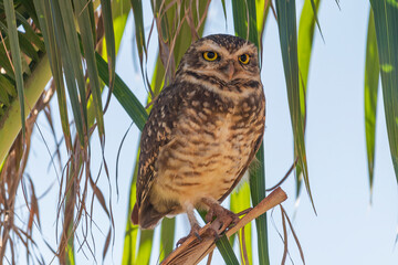 Brazilian burrowing owl (Athene cunicularia grallaria) 1