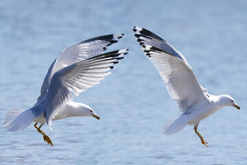 Ring billed gulls flying at the lake against a bright sunny early spring sky