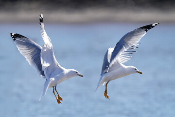 Ring billed gulls flying at the lake against a bright sunny early spring sky