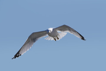 Ring billed gulls flying at the lake against a bright sunny early spring sky