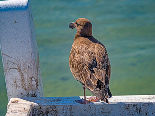 Pacific Gull Look Away
