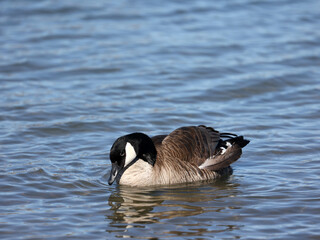Canada goose drake about to lose a large feather swimming along lake front in beautiful spring day