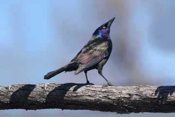 Common Grackle on branch looking up in beautiful iridescent plumage on bright spring day with sky...